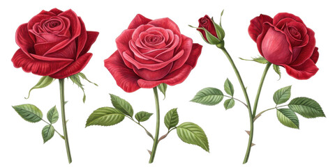 Beautiful red roses in various stages of bloom showcase elegance of nature artistry. Each flower radiates charm and grace