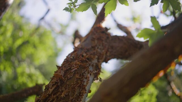 A close up shot of a brown tree branch