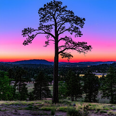 Majestic tree silhouette at sunset over valley. Peaceful landscape for travel brochures