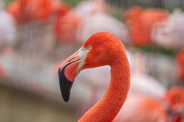 日本の兵庫にある神戸王子動物園のフラミンゴ