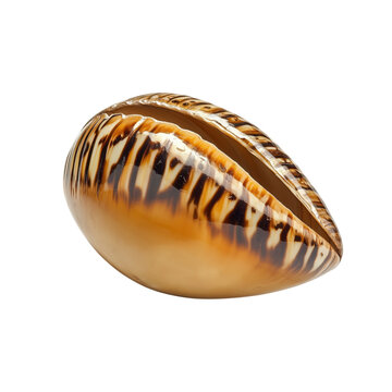 Glossy brown cowrie shell with dark speckles and a smooth finish, isolated on transparent background, ideal for natural design elements.