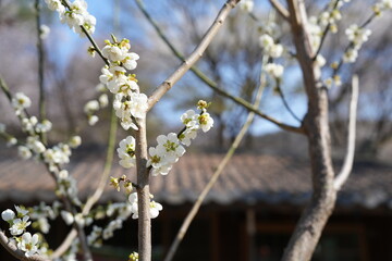 apricot flowers that signify spring