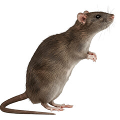 Curious gray rat isolated on transparent background, png
