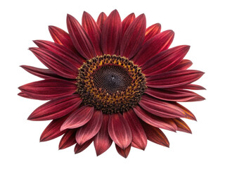 stunning sunflower with deep red petals showcases its vibrant beauty and intricate details, perfect for adding touch of elegance to any design