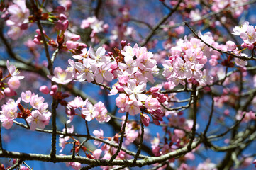 Spring bloom pink tree flowers. Spring background. Blossom texture.