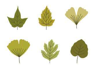 Set of various spring leaves in green colors. Summer background, foliage of maple, ginkgo, aspen, and hawthorn, isolated on white. Leaf icons, vector illustration