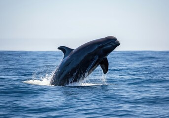 Fototapeta premium False killer whale breaching the surface in blue ocean water
