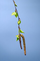 Detailed image of a birch branch showcasing the emergence of fresh green leaves and male catkins in springtime, with a clear blue sky backdrop.