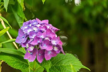 深い緑に映える紫陽花の花