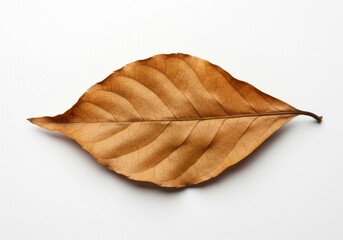 Fototapeta premium A single brown autumn leaf with veins on a white background in a studio setting close up shot