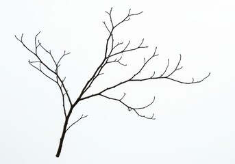Obraz premium Isolated dark tree branch with many smaller branches against a plain white background studio shot