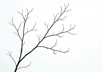 Fototapeta premium A stark image of bare tree branches against a bright white background in a minimalist style art