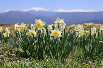 Fototapeta premium An abundance of golden daffodils blooming in front of a temple with the Central Alps in the background as seen from Komagane, Nagano Prefecture, Japan - April 12, 2025