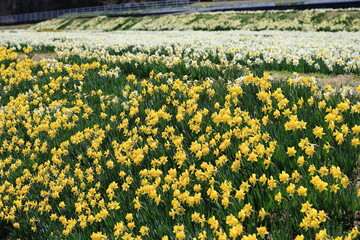 長野県駒ヶ根市に咲く水仙の花