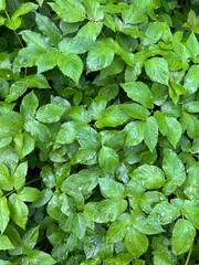 green leaves background