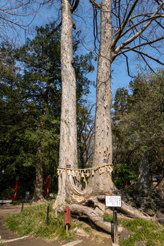 妻沼聖天山の夫婦の木