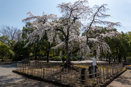 万平公園の桜