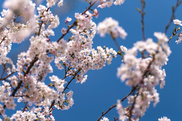 晴天と満開の桜