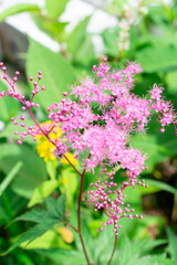 鮮やかなアメリカシモツケソウ