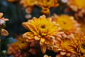 closeup yellow chrysanthemums