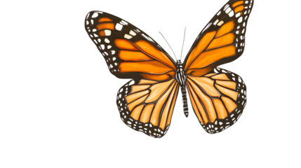 Beautiful Monarch Butterfly Isolated on White Background - High-Quality Stock Photo