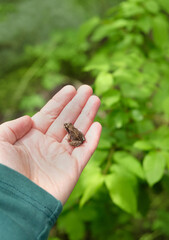 Little brown frog sitting in hand close up, abstract nature background. Beautiful wildlife scene. Fauna, Amphibian Animal care, Environmental protection, save wild nature concept. selective focus