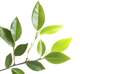 Professional Shot of Fresh Bay Leaves Isolated on White Background for Culinary Design Projects