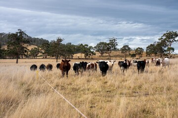beautiful cattle in Australia  eating grass, grazing on pasture. Herd of cows free range beef being regenerative raised on an agricultural farm. Sustainable farming 