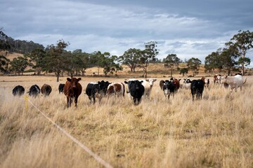 beautiful cattle in Australia  eating grass, grazing on pasture. Herd of cows free range beef being regenerative raised on an agricultural farm. Sustainable farming 