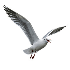 Obraz premium Seagull flying isolated on transparent background, png