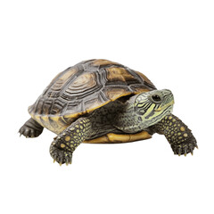 Obraz premium Cute pet turtle isolated on transparent background, png