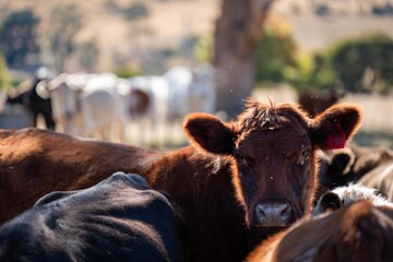 beautiful cattle in Australia  eating grass, grazing on pasture. Herd of cows free range beef being...