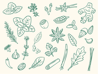 herbs spice doodle illustration set © gurlinthetri