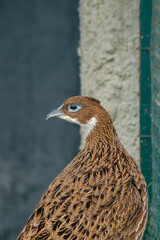 Close-up of a female pheasant with intricate brown plumage standing near a metal fence