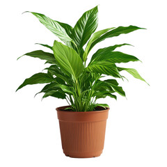 Thriving Peace Lily: A lush, vibrant peace lily plant thrives in a brown pot, showcasing its elegant, emerald green leaves, a symbol of peace and serenity in a home.