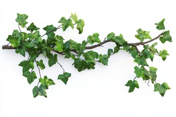 Ivy branch on white surface isolated on white background