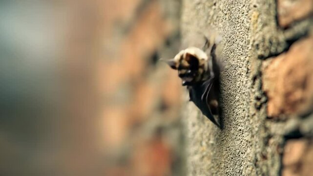 Small Bat Clings to Textured Brick Wall with Wings Partially Spread, Creating Striking Contrast Against Blurred Background in Wildlife Scene