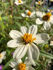 White flower with yellow center surrounded by green foliage.