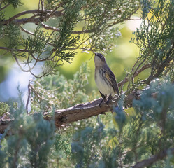 Yellow-rumped warbler