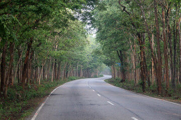 Naklejka premium beautiful road in the forest