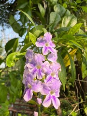Beautiful purple flowers surrounded by lush green leaves.