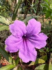 Vibrant purple flower surrounded by lush greenery.