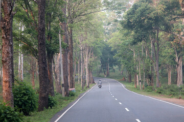 Obraz premium road in the forest