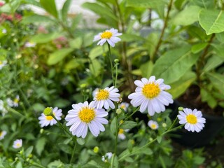 Delicate white flowers surrounded by lush greenery.