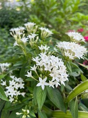 White flowers blooming amidst lush green foliage.