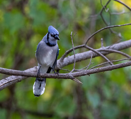 Fototapeta premium Blue Jay