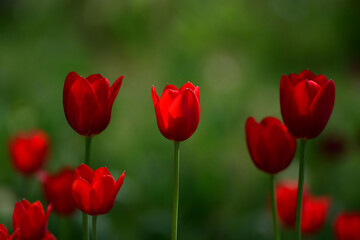 Obraz premium red tulips in the garden
