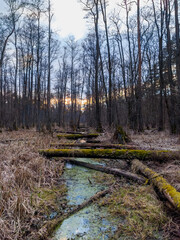 A tranquil view of a woodland pathway winding through a sparse, wintry forest.