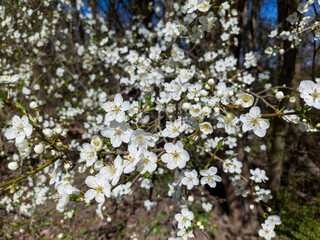 Cherry plum  (Prunus cerasifera) - close-up view of clusters of delicate, star-shaped white flowers.
