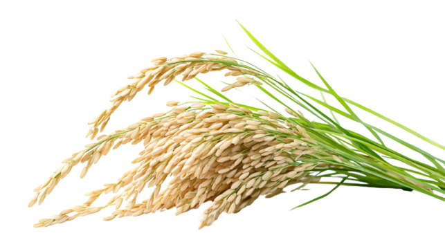 Akshata (Rice) for Sacred Offerings - Isolated on White Background